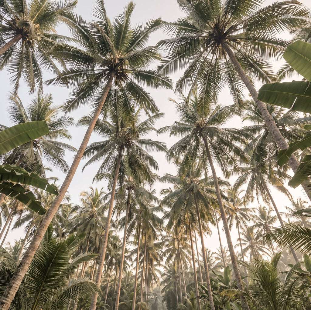 Palmes de Tegallalang